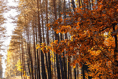 开云体育在线-尤文逆转马赛，佩德里惊艳世界——足球奇迹背后的青春力量